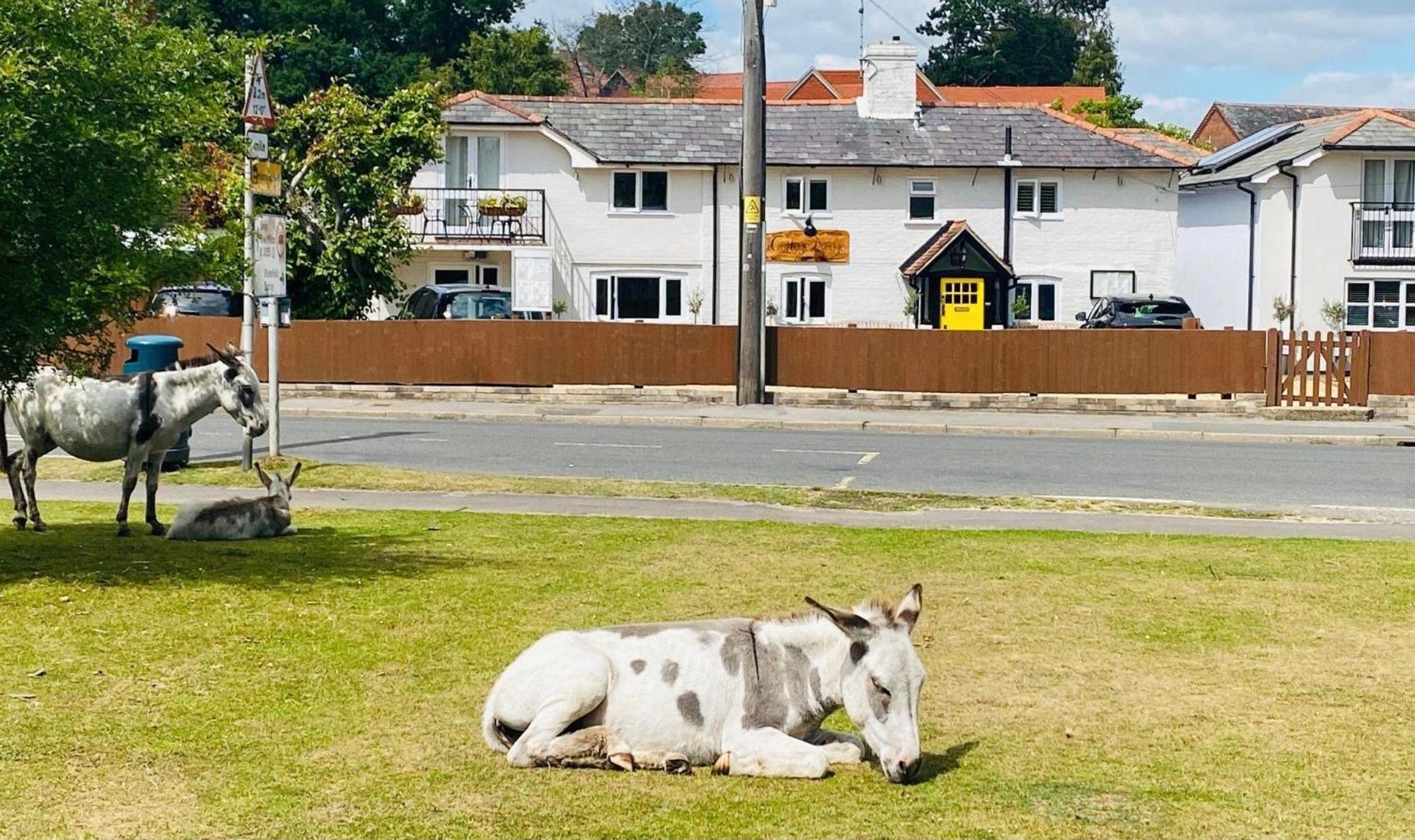 Cottage Lodge Hotel Brockenhurst Dış mekan fotoğraf